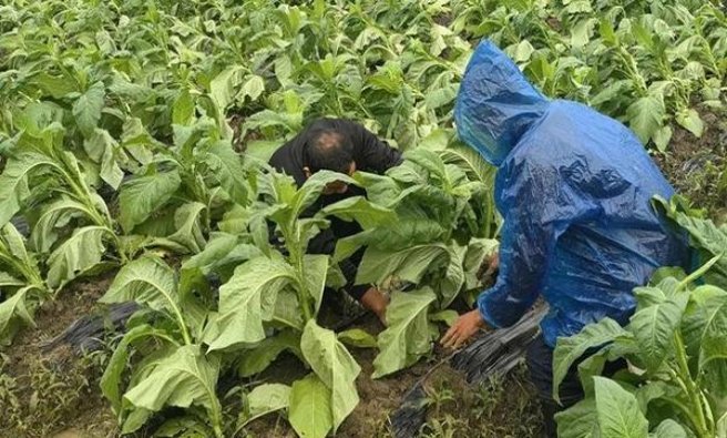 登喜路(黄16号)一手价格，登喜路(黄16号)价格表和图片