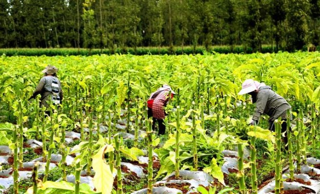 和平(淡味)多少钱一包2025？和平(淡味)香烟正品价格表 