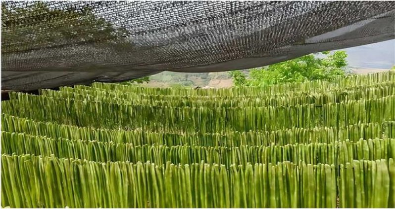 万宝路(白金香港免税版)批发价格是多少？万宝路(白金香港免税版)多少钱一盒2025？