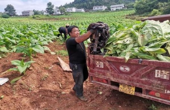 中华(软2023癸卯兔年贺岁版)价钱批发 中华(软2023癸卯兔年贺岁版)香烟正品价格表 