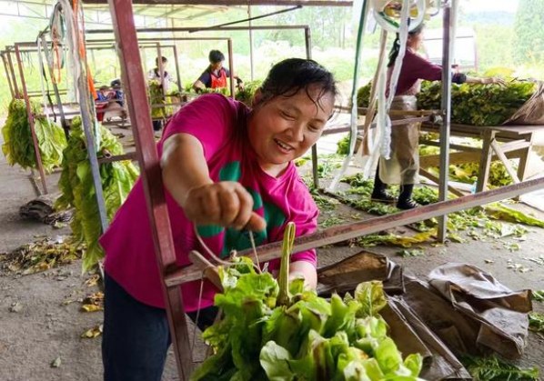 红河(硃砂道)香烟正品价格表 红河(硃砂道)多少钱一盒？