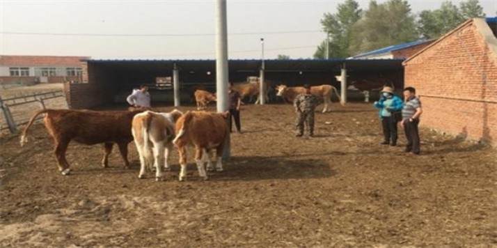 玉溪(中支初心)多少钱一包2025？玉溪(中支初心)香烟正品价格表 