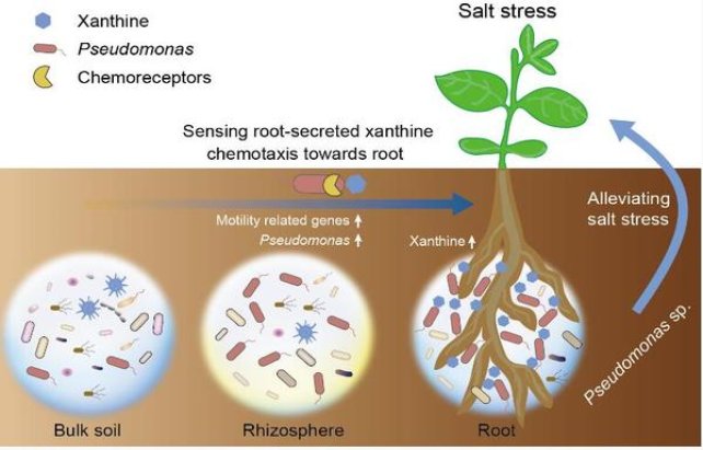 深度解析！泰山巅峰2号香烟的市场现状