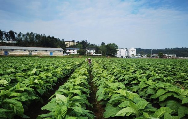 宽窄(三星之眼)多少钱一盒2025？宽窄(三星之眼)多少钱一包2025？