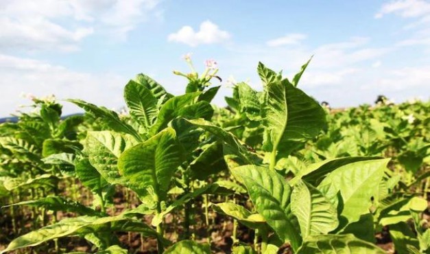 兰州(星河)价格表图一览表 兰州(星河)价格表一览 