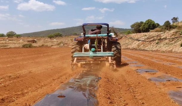 黄金叶(洛阳天香)多少钱一盒？黄金叶(洛阳天香)批发价格是多少？