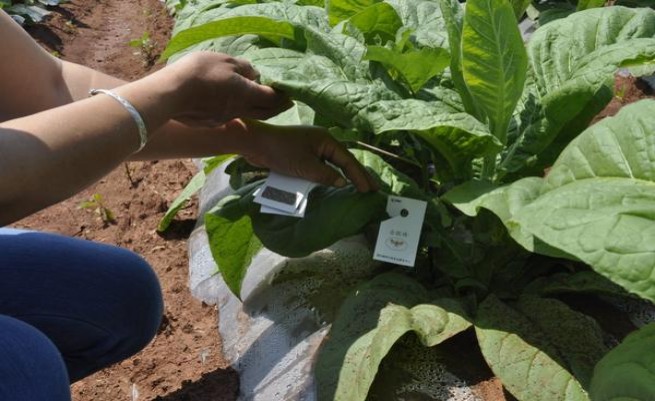 金圣(China瓷)香烟价格 金圣(China瓷)什么价格？