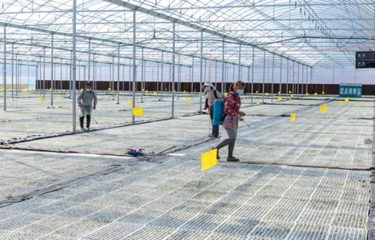 黄山天都中支多少钱一包2024？黄山天都中支价格表图一览表 