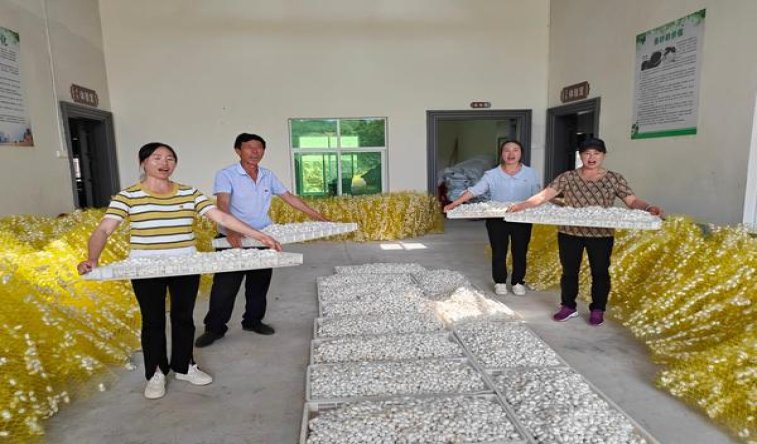 玉溪(硬境界大使香港限量版)拿货价格，玉溪(硬境界大使香港限量版)多少钱一包2024？