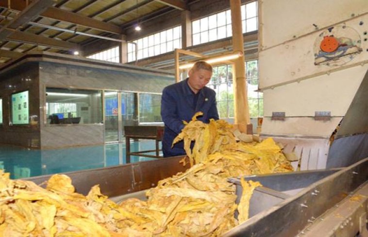 BOHEM(薄荷)一手批发，BOHEM(薄荷)多少钱一盒2024？