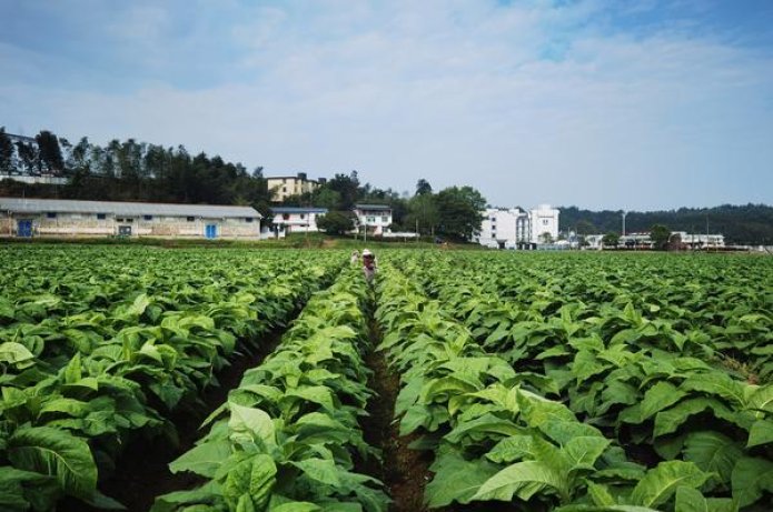 盐仓丁香(36支罐装日版)一手货源，盐仓丁香(36支罐装日版)价格表一览