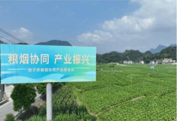 红双喜(经典1905中支)一手批发，红双喜(经典1905中支)价格表一览