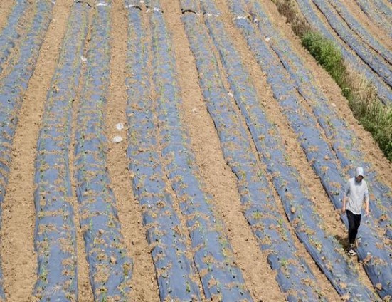 黄金叶(天叶2017鸡年生肖版)什么价格？黄金叶(天叶2017鸡年生肖版)多少钱一盒？