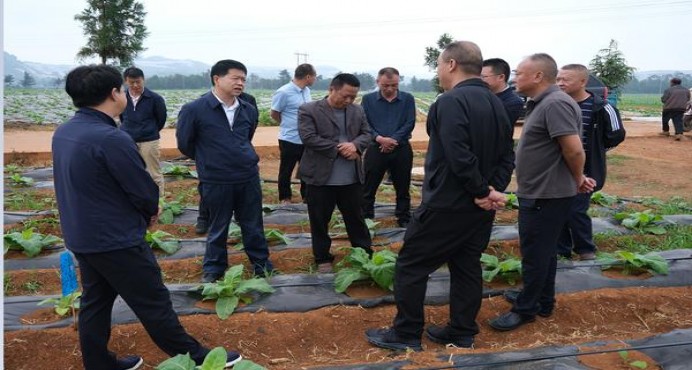 骆驼(硬超醇薄荷5mg日税版)厂家批发，骆驼(硬超醇薄荷5mg日税版)价格表和图片