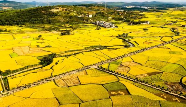 骆驼(软黄75周年限定版)多少钱一包2025？骆驼(软黄75周年限定版)价钱批发 