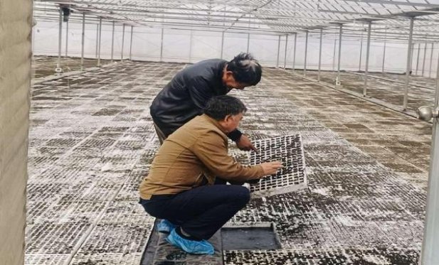 黄金叶天叶价格表一览 黄金叶天叶多少钱一盒？