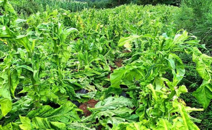 七匹狼软灰价格查询 七匹狼软灰香烟价格表2024 