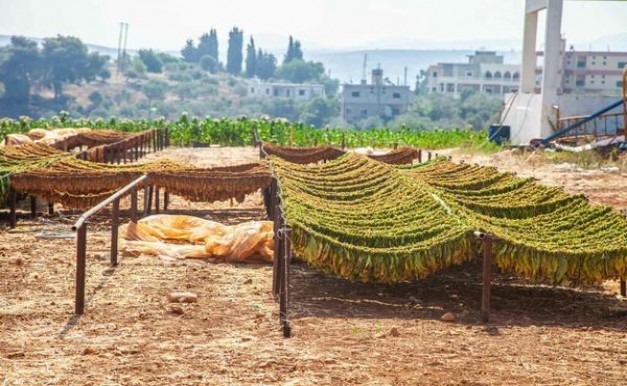 七匹狼(福道)多少钱一盒2025？七匹狼(福道)价格表一览 