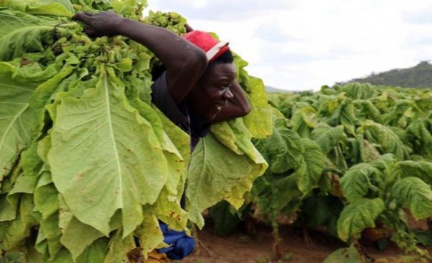 骆驼(硬黑土耳其加税版)参数详解 骆驼(硬黑土耳其加税版)香烟正品价格表 