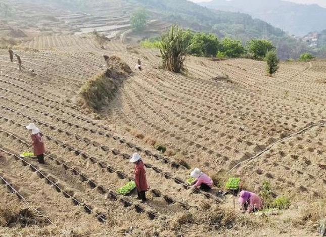 沙龙(薄荷1mg免税)多少钱一包2025？沙龙(薄荷1mg免税)多少钱一包？