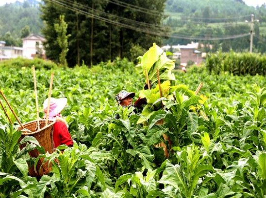 最新头条！正品香烟网上平台登录“繁花似锦”