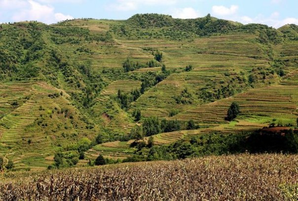 上游(硬红)参数详解 上游(硬红)价钱批发 