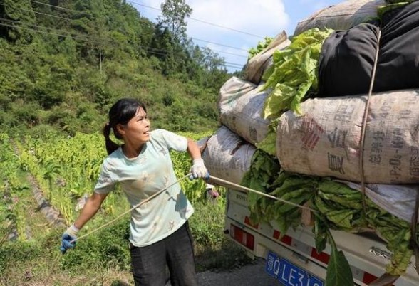 LM大胆绿薄荷美税版价格表和图片LM大胆绿薄荷美税版多少钱一包？