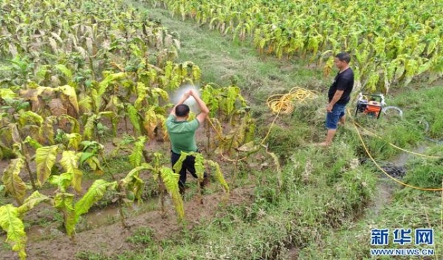 真龙(甲天下新版)价格查询 真龙(甲天下新版)多少钱一盒2025？