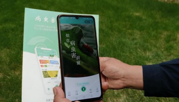 牡丹白中支专供出口价钱批发 牡丹白中支专供出口批发价格是多少？