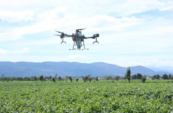 好彩原味Samanta女郎瑞士限量版批发价格是多少？好彩原味Samanta女郎瑞士限量版多少钱一盒？