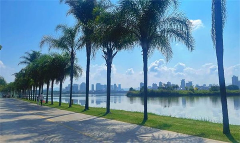 LM(软蓝巴西加税版)厂家，LM(软蓝巴西加税版)价格表一览