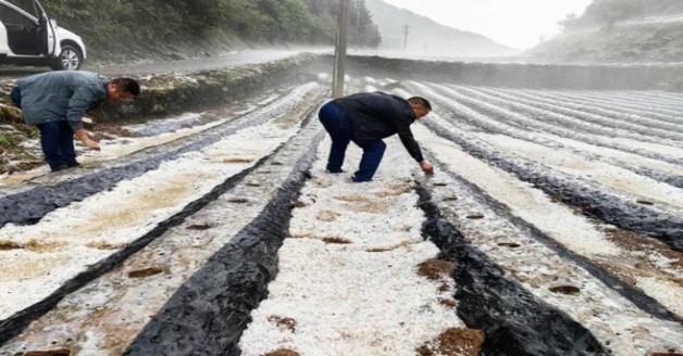 黄鹤楼(1916硬红珠)一手批发，黄鹤楼(1916硬红珠)多少钱一包2024？