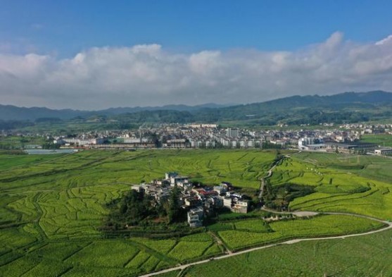 百乐红茶多少钱一包2024？百乐红茶价格表一览 