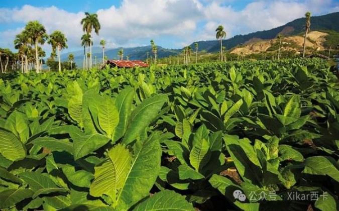 威斯银灰长杆日版多少钱一包？威斯银灰长杆日版价钱批发 