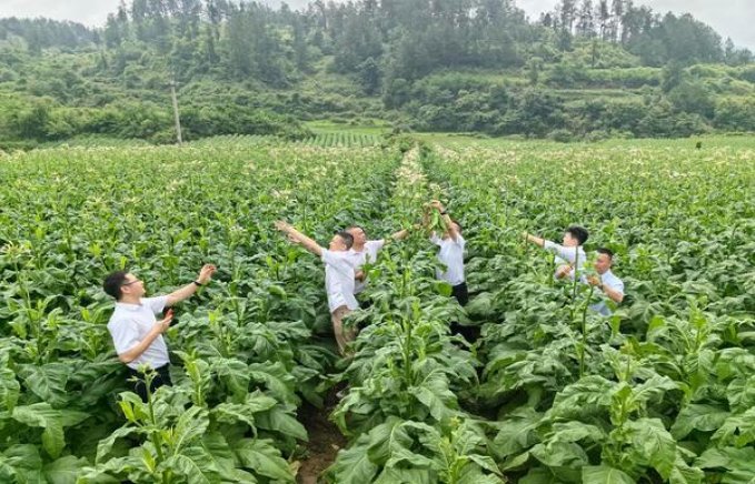 最新头条！国烟批发厂家一手货源零售“一马当先”