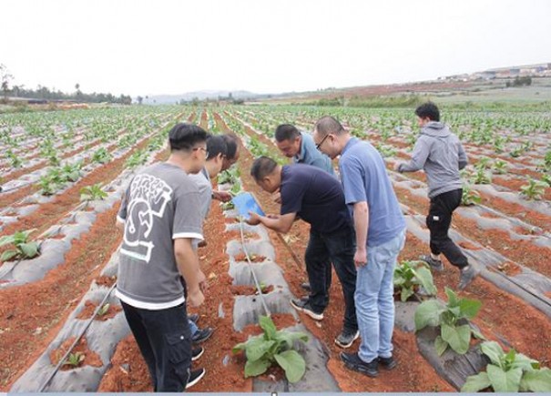 登喜路淡味6mg2005台湾版价格查询 登喜路淡味6mg2005台湾版价格表一览 