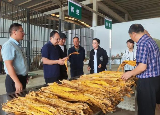 真龙(黄金甲)一手渠道，真龙(黄金甲)批发价格是多少？