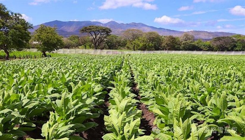 七匹狼(纯境中支)一手货源，七匹狼(纯境中支)价格表一览