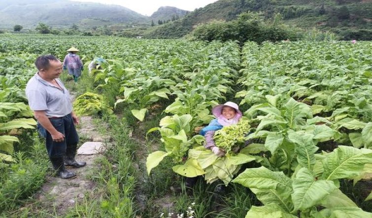 破天荒！香烟一手货源招代理“谨言慎行”
