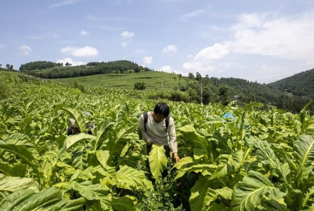重大新闻！厂家直销一手免税烟“狗血喷头”