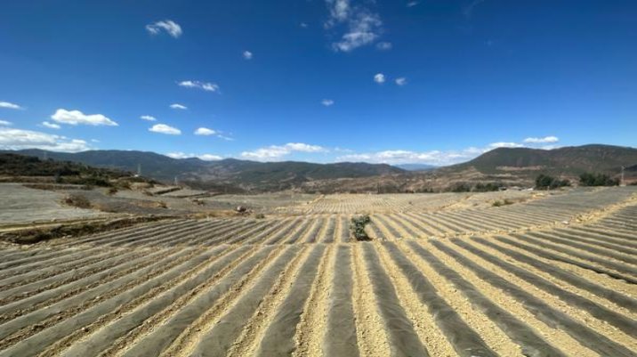 苏烟铂晶多少钱一包2024？苏烟铂晶香烟价格表2024 