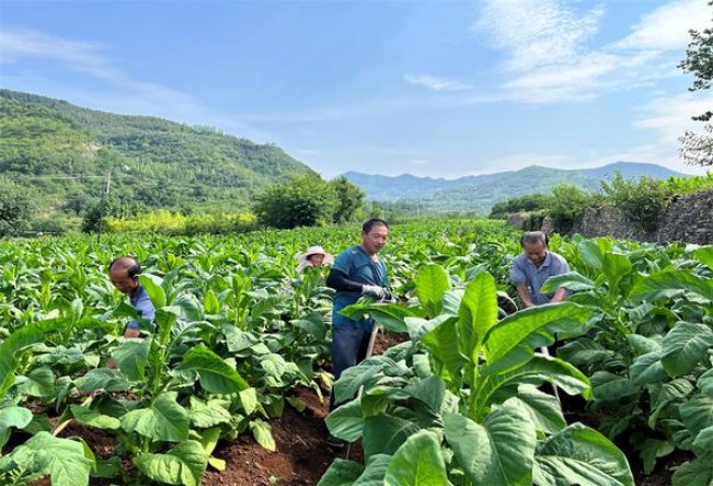 总督(硬红港免版)总仓批发，总督(硬红港免版)多少钱一包2024？