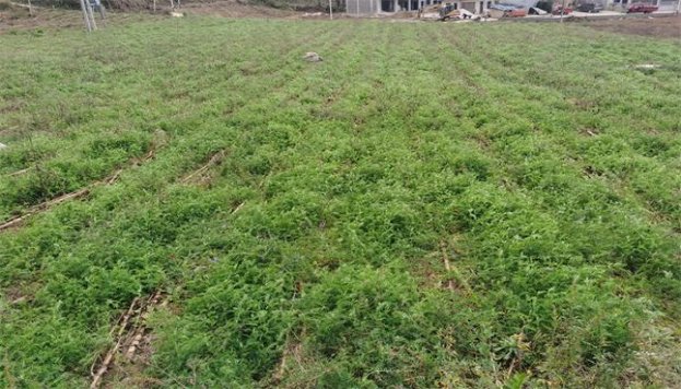 七宝山多少钱一包2024？七宝山多少钱一盒？