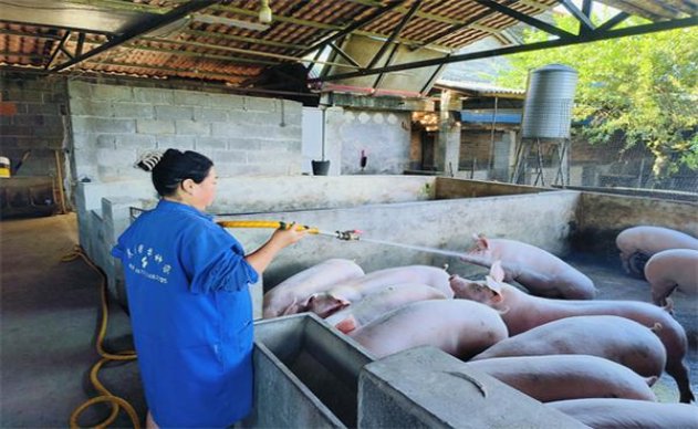 钻石硬珍品价格表和图片钻石硬珍品多少钱一盒2024？