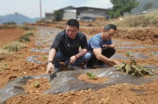 登喜路英国免税宽版价格表一览 登喜路英国免税宽版多少钱一包？