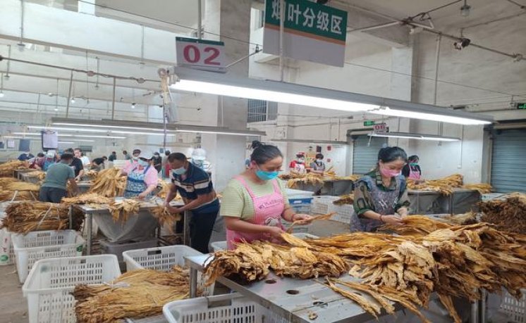 好猫(金丝猴)厂家，好猫(金丝猴)多少钱一盒2024？