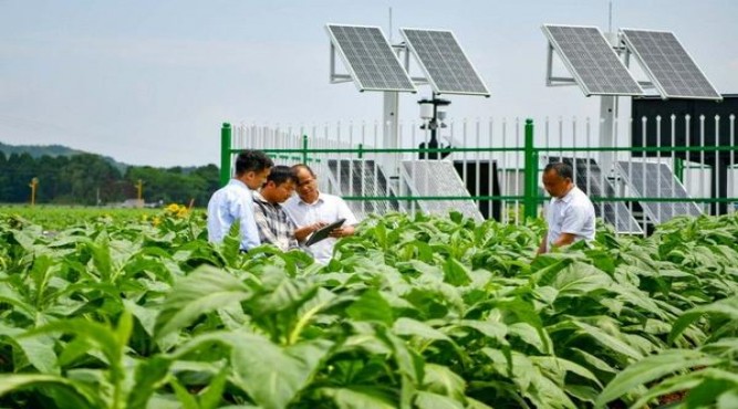 云斯顿硬红俄罗斯版多少钱一盒？云斯顿硬红俄罗斯版多少钱一盒2024？