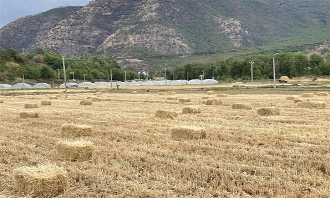 娇子宽窄子弹头什么价格？娇子宽窄子弹头多少钱一盒2024？