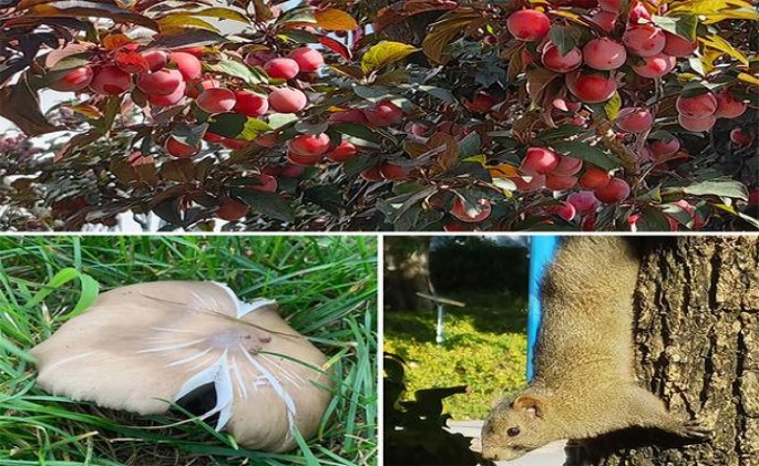 切·格瓦拉硬蓝欧盟版价钱批发 切·格瓦拉硬蓝欧盟版什么价格？