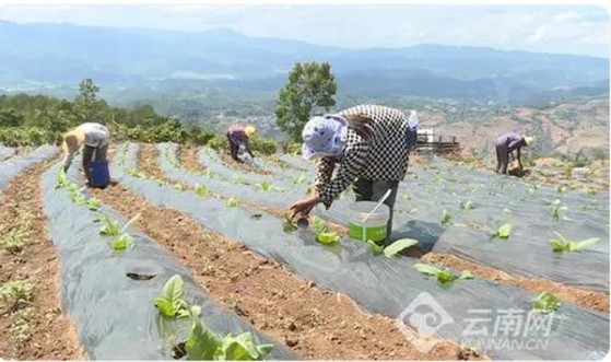 头条！柬埔寨代工的烟可以抽吗“一马平川”